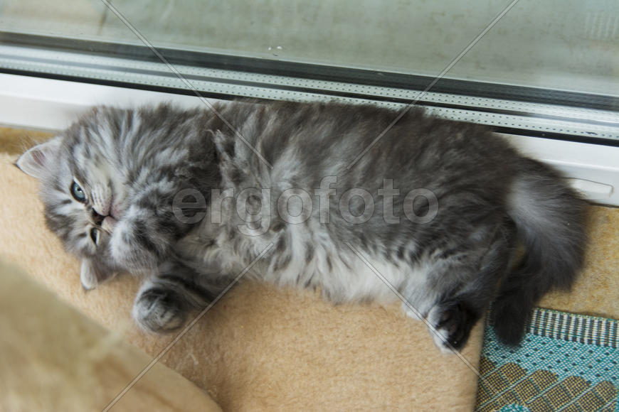 Kittens born in a private home. Beautiful color and good pedigree.