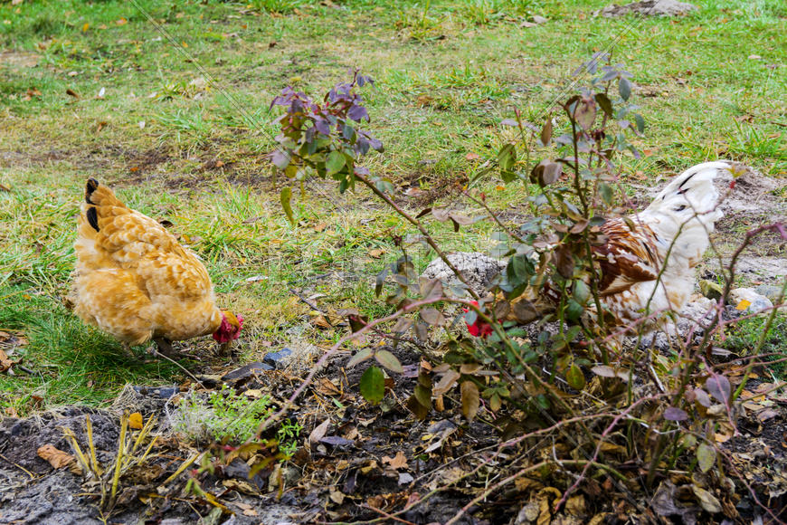 Куры пасутся на зеленой траве 