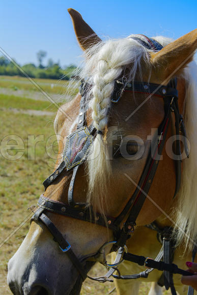 Horse close up at the fair in the village