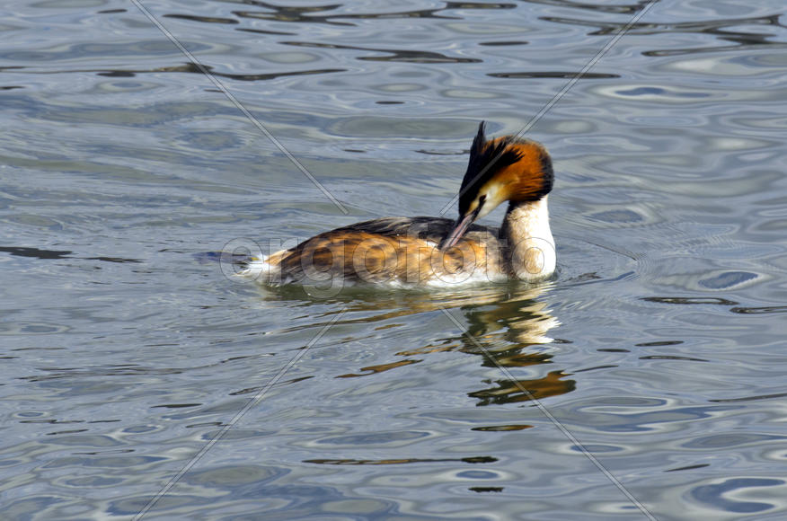Duck. Various color of plumage. Birds medium and small size with a relatively short neck