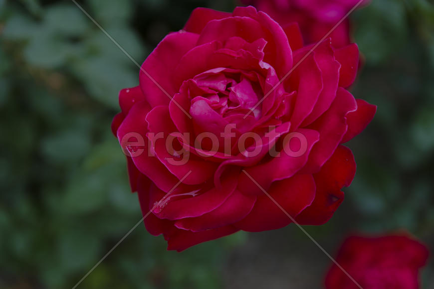 Roses in the yard on the lawn near a private house