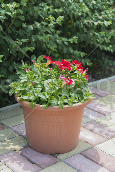 Monastery of Our Lady of Kazan. The design of the monastery. flowers