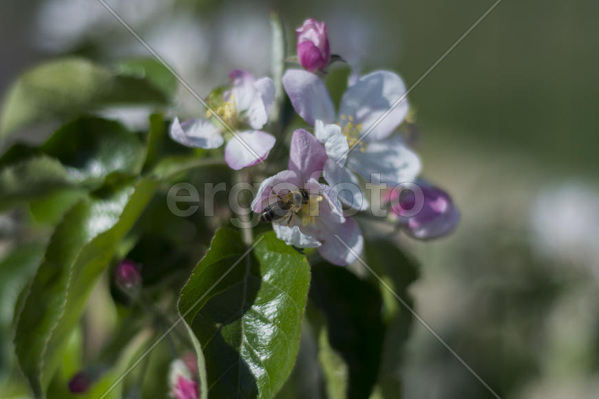Bee pollinating flowers of apple trees in the home garden