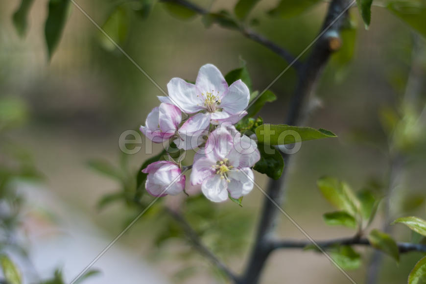 Apple trees in bloom. Young trees.