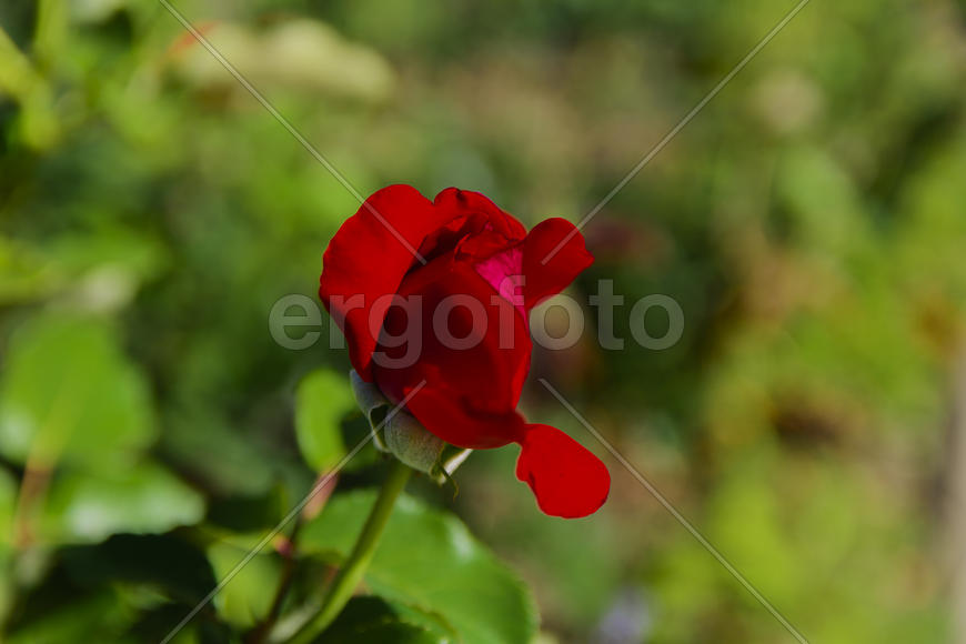 Roses in the yard on the lawn near a private house