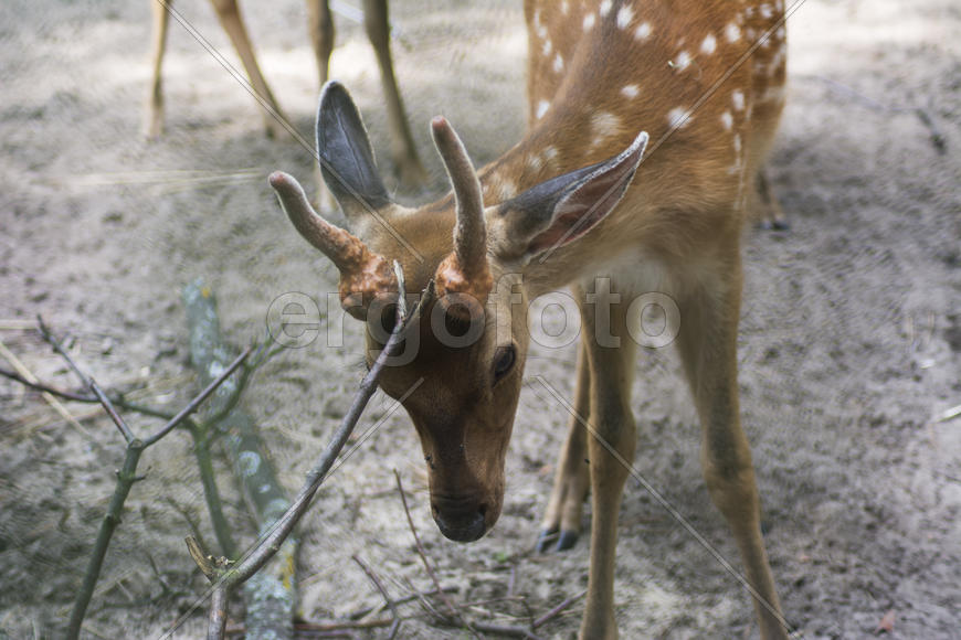 Sika deer - a mammal of the family Oleneva. Animals in the wild.