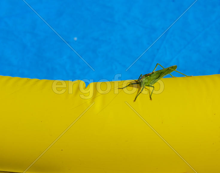 Green locust on the edge of the children's pool.