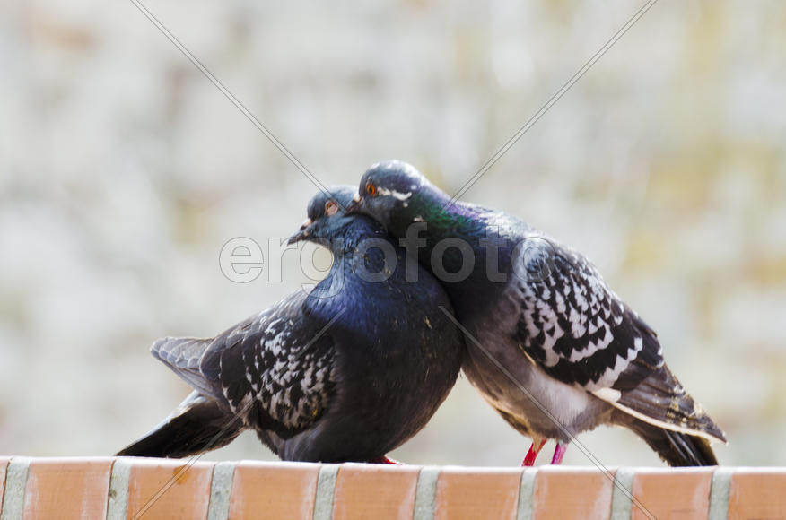 Dove - a symbol of love, friendship and peace in the world