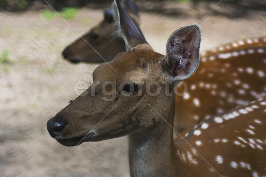 Sika deer - a mammal of the family Oleneva. Animals in the wild.