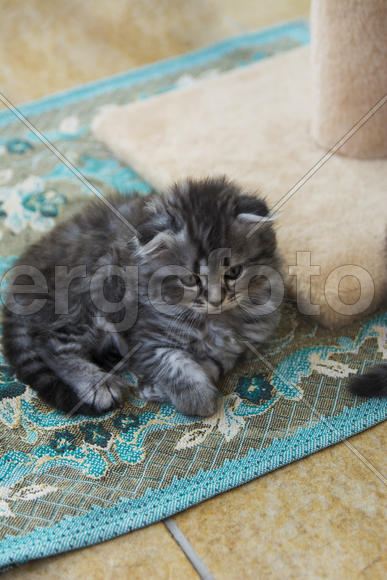 Kittens born in a private home. Beautiful color and good pedigree.