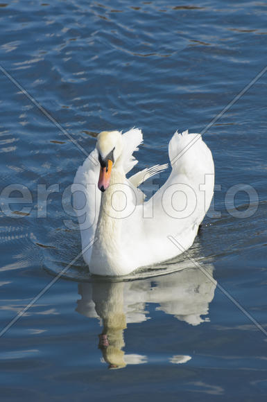 White swan on the water. Most large water bird with a long neck and a well-developed