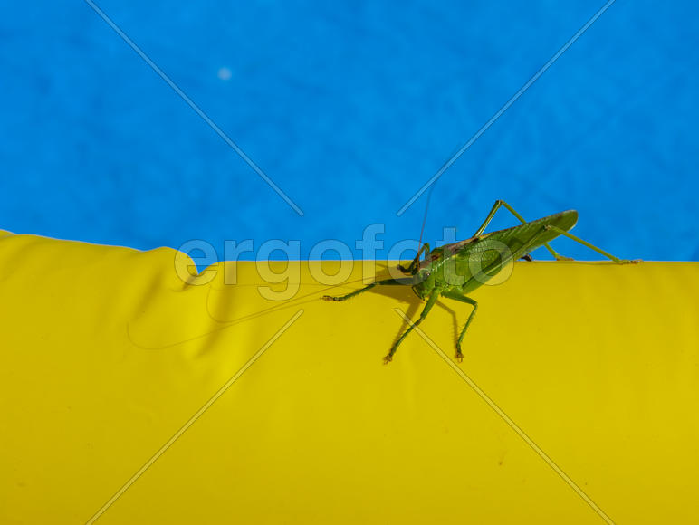 Green locust on the edge of the children's pool.