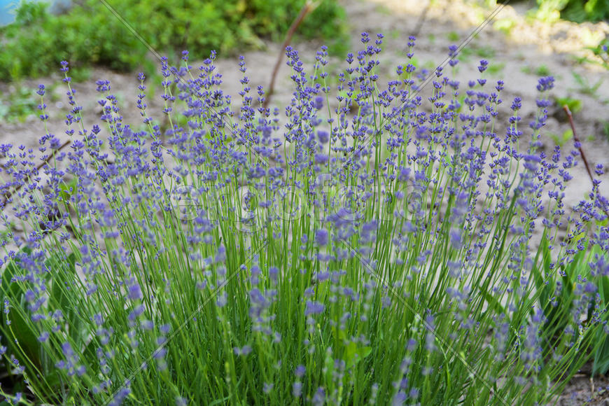 Flowers on the lawn in the courtyard of a private house