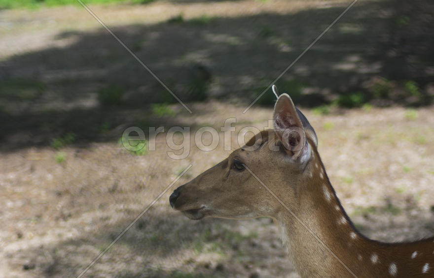 Sika deer - a mammal of the family Oleneva. Animals in the wild.