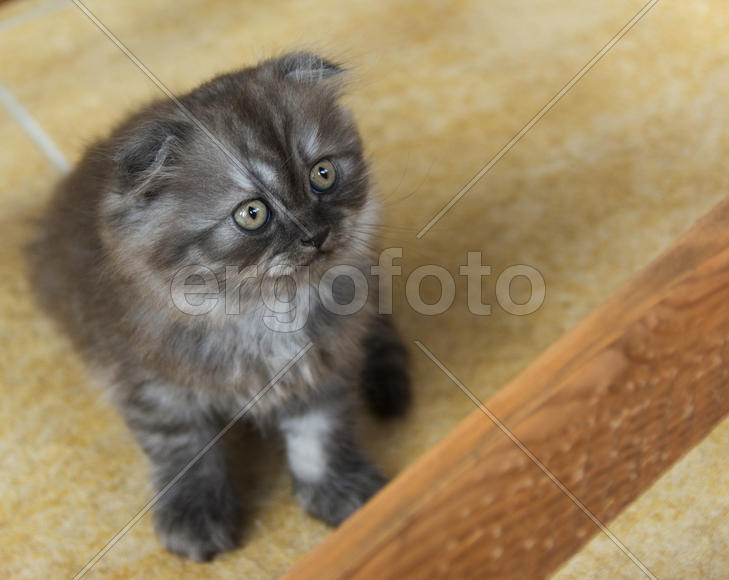 Kittens born in a private home. Beautiful color and good pedigree.