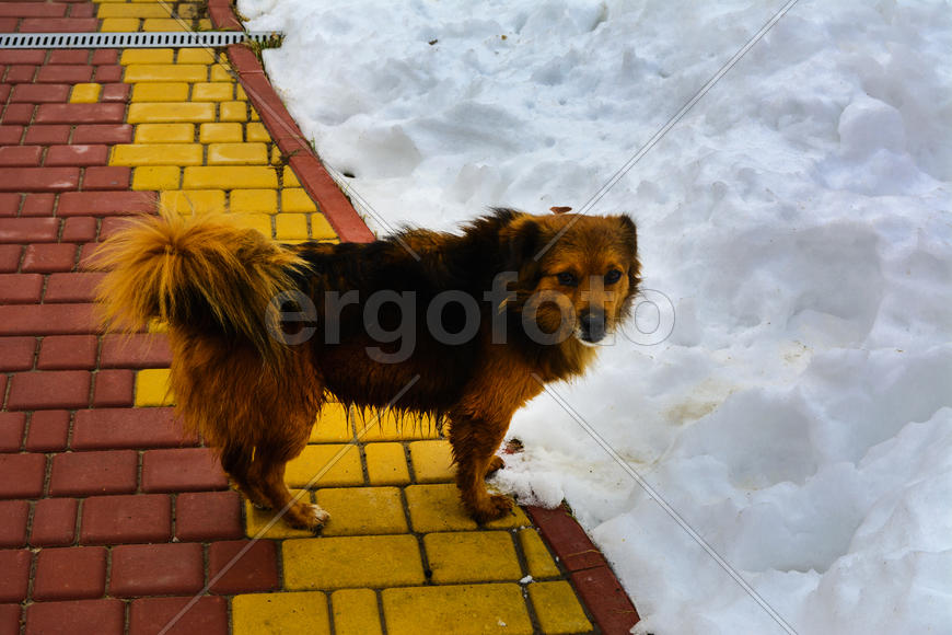 Замершая дворовая собака 