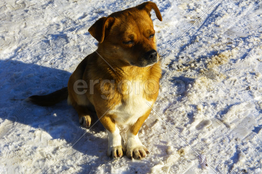Небольшая замершая собака зимой 