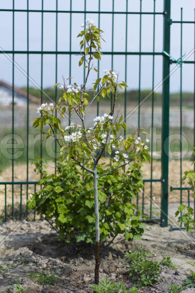 Apple trees in bloom. Young trees.