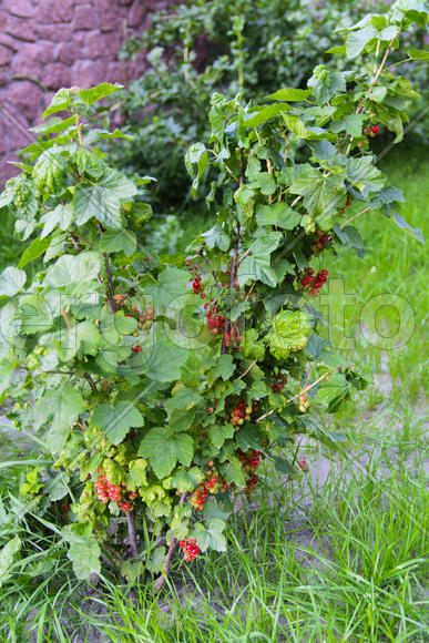 Fruit garden near private homes