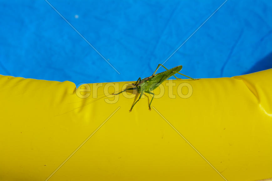 Green locust on the edge of the children's pool.