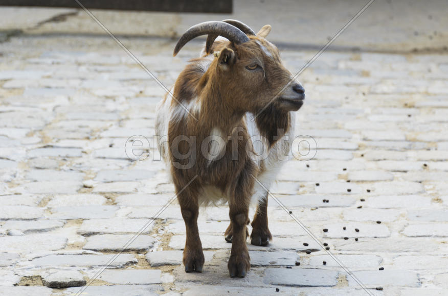 The goat at the zoo. Favorite pamper children and villagers