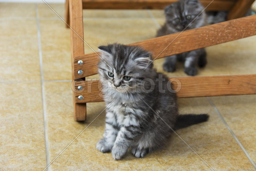 Kittens born in a private home. Beautiful color and good pedigree.