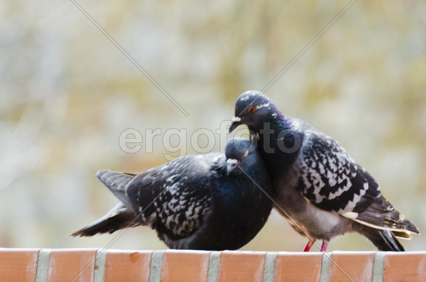 Dove - a symbol of love, friendship and peace in the world
