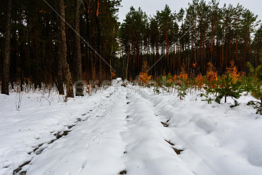 Лесные дороги и тропы растаяли в зимнем лесу