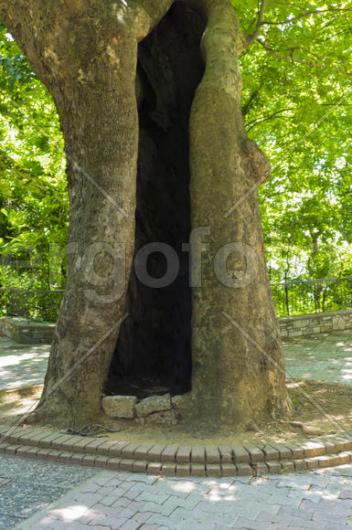 Hollow tree. The cavity in human growth, formed naturally.