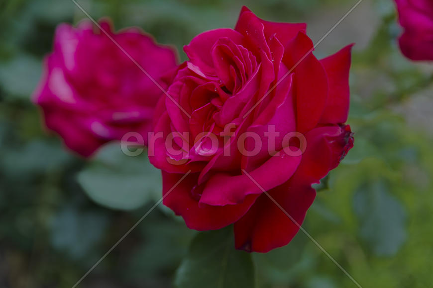 Roses in the yard on the lawn near a private house