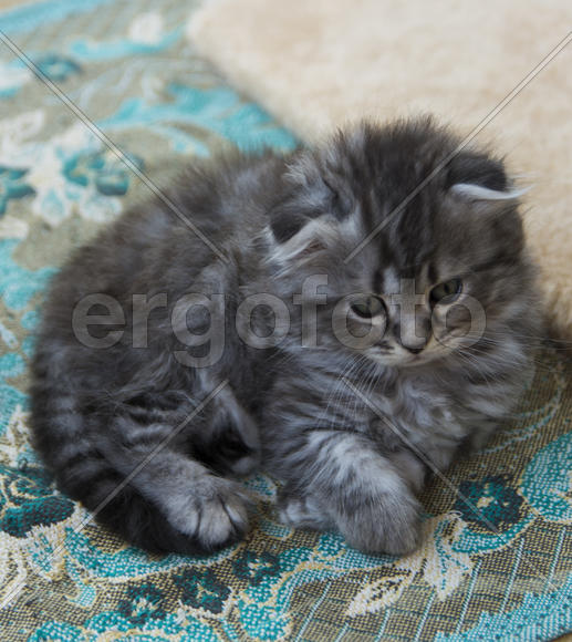 Kittens born in a private home. Beautiful color and good pedigree.