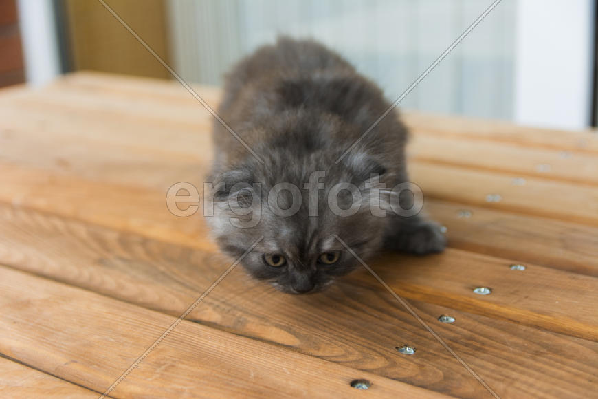 Kittens born in a private home. Beautiful color and good pedigree.