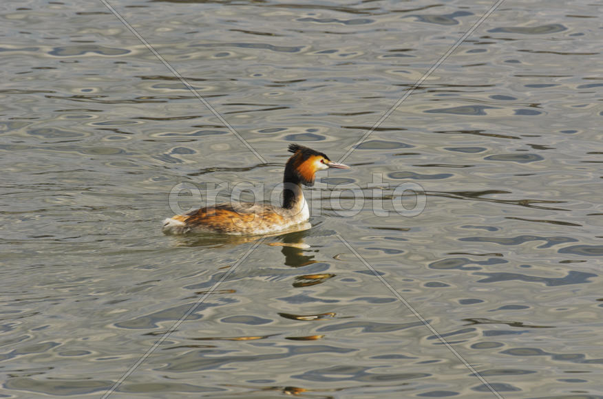 Duck. Various color of plumage. Birds medium and small size with a relatively short neck