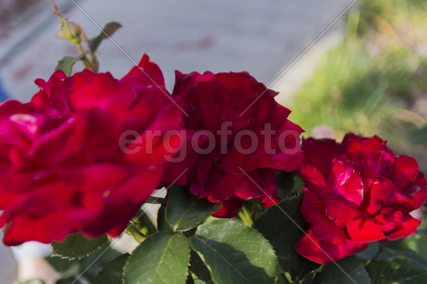 Roses in the yard on the lawn near a private house
