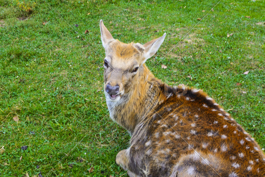 Олень - крупное животное с изящным телом