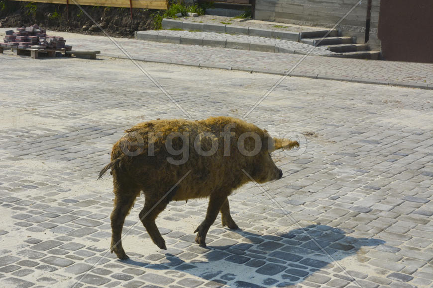 Домашняя свинья обросшая шерстью 