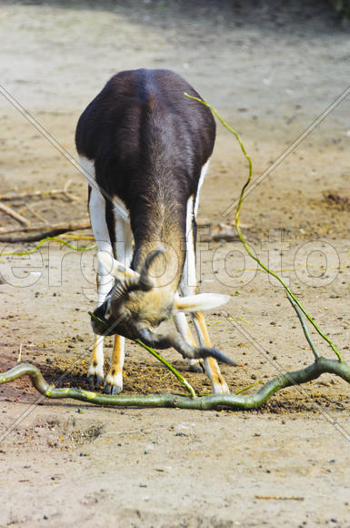 Horned antelope in a zoo. Herbivore with a beautifully curled horns. Most running speed and jumping