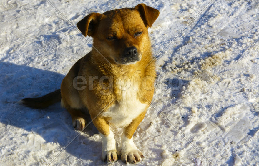 Небольшая замершая собака зимой 