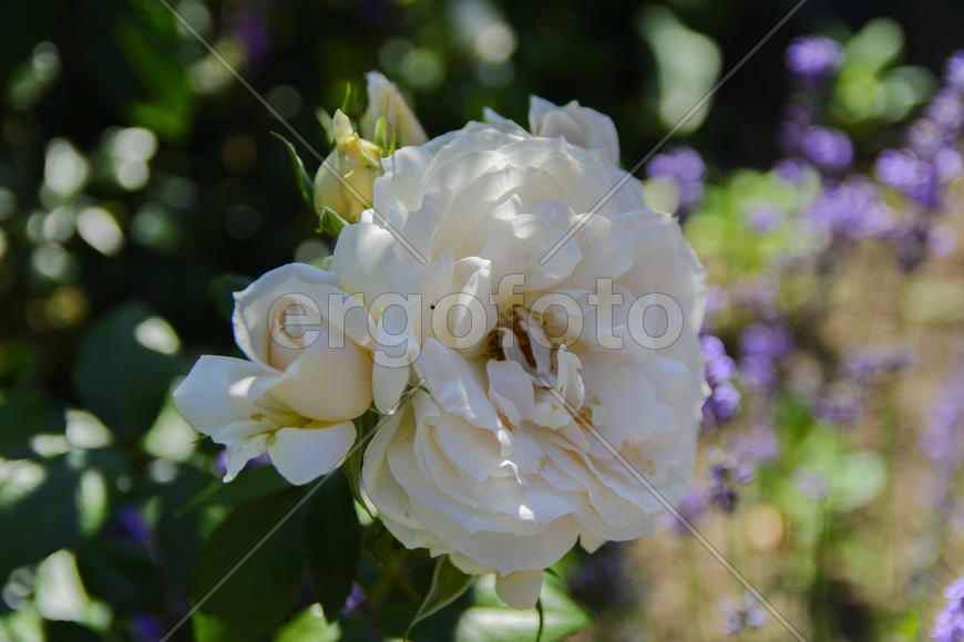 Roses in the yard on the lawn near a private house