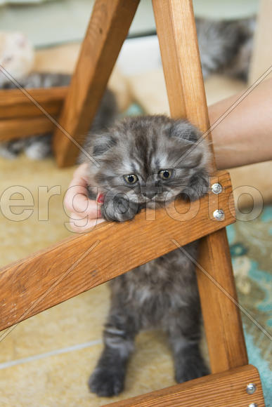 Kittens born in a private home. Beautiful color and good pedigree.