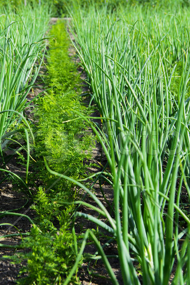 Vegetables in the garden near private homes