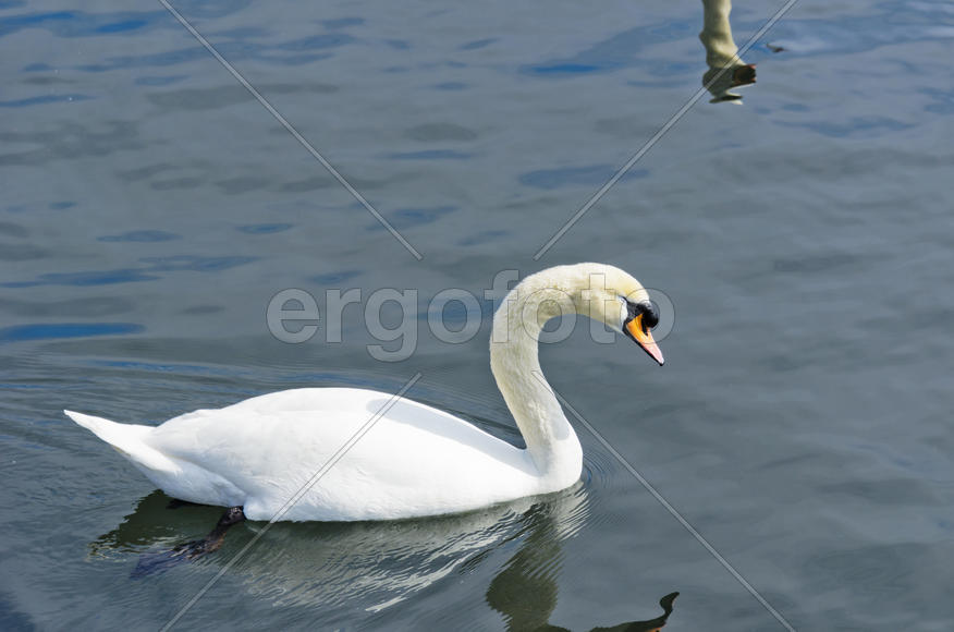 White swan on the water. Most large water bird with a long neck and a well-developed
