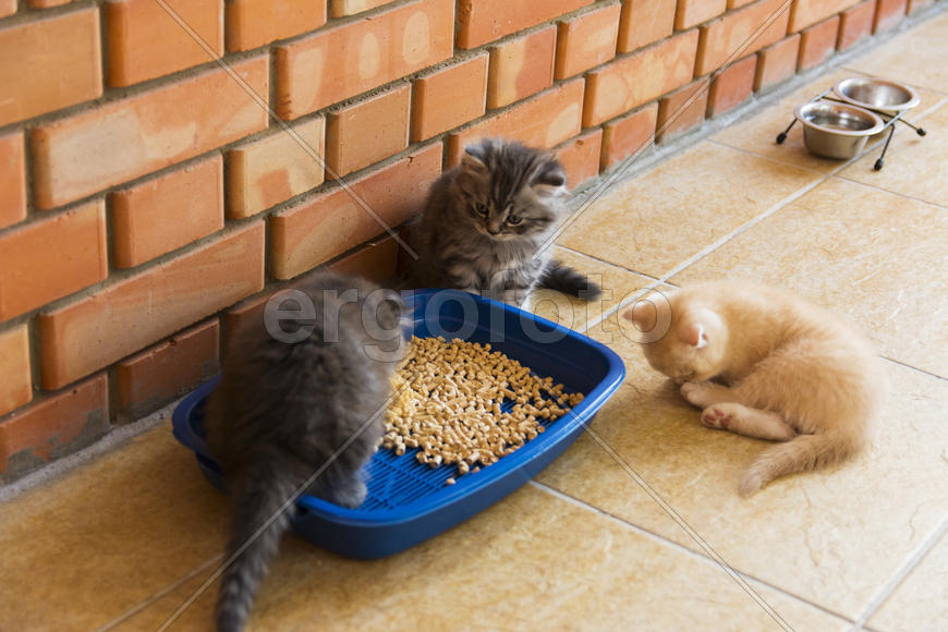 Kittens born in a private home. Beautiful color and good pedigree.