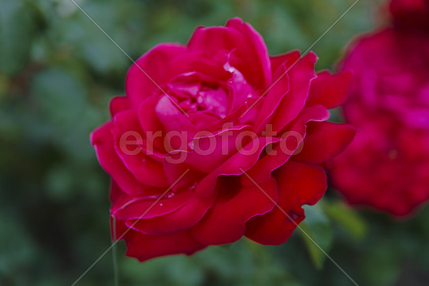Roses in the yard on the lawn near a private house