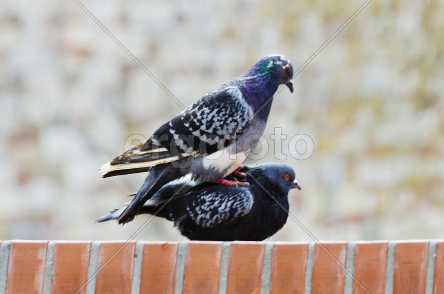 Dove - a symbol of love, friendship and peace in the world