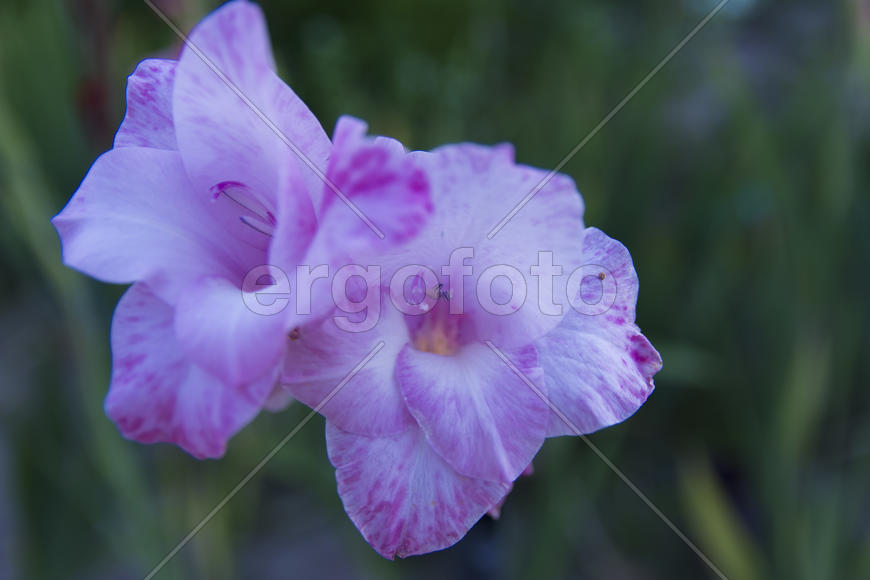 Gladiolus yard of a private house in the flowerbed
