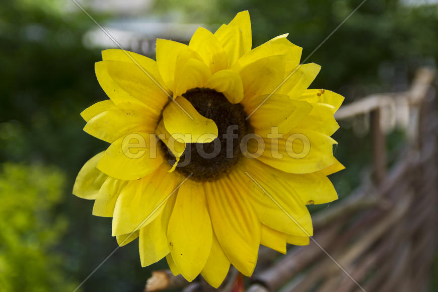 Flowers in the yard of a private house