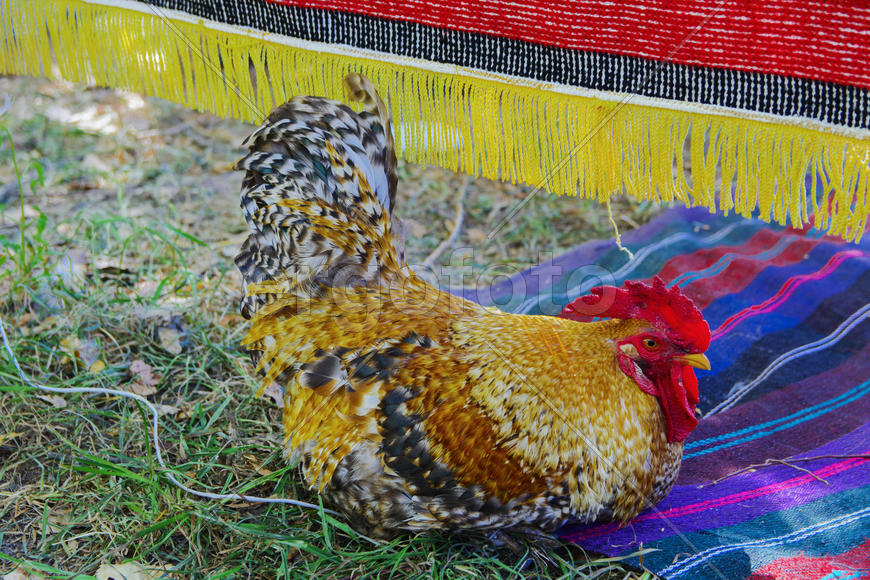 Rooster with a red comb and colorful plumage