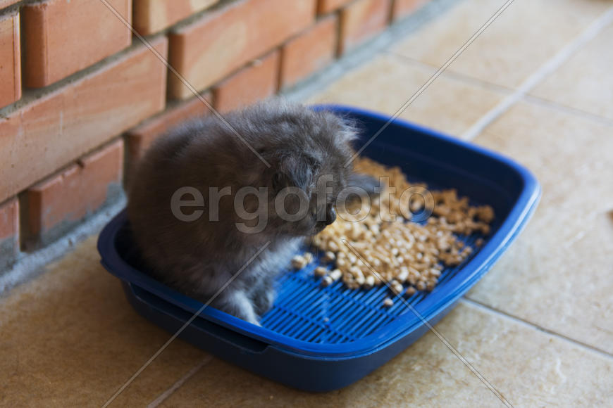 Kittens born in a private home. Beautiful color and good pedigree.