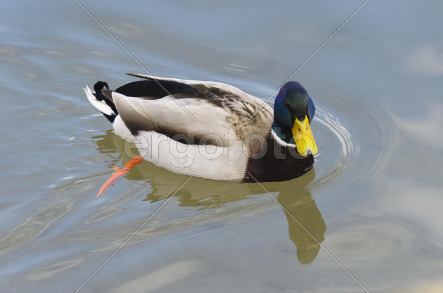 Duck. Various color of plumage. Birds medium and small size with a relatively short neck